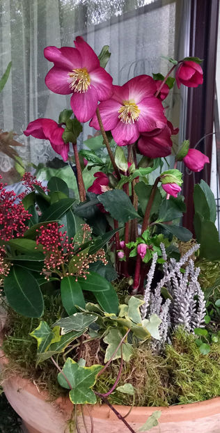  - Helleborus - Spanz