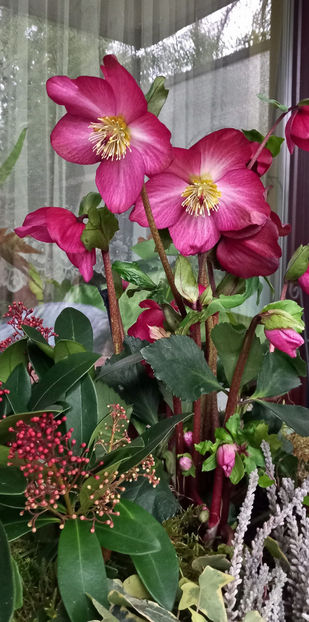  - Helleborus - Spanz