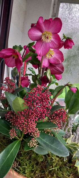  - Helleborus - Spanz