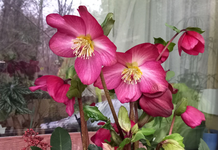  - Helleborus - Spanz