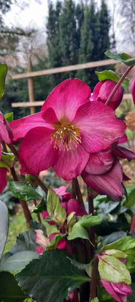  - Helleborus - Spanz