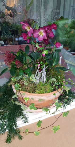  - Helleborus - Spanz