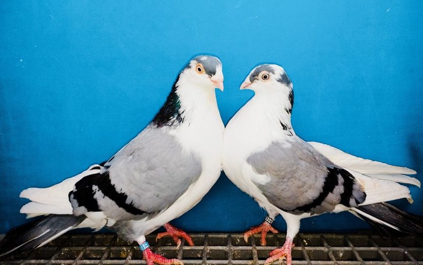 Perechea - B - Perechi 2025