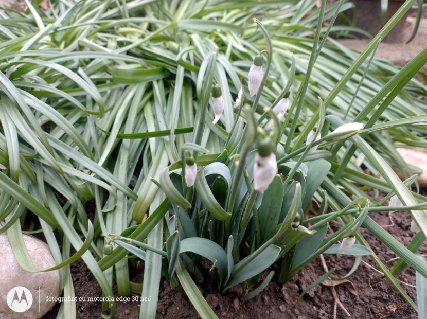  - Flori de gradină-2025