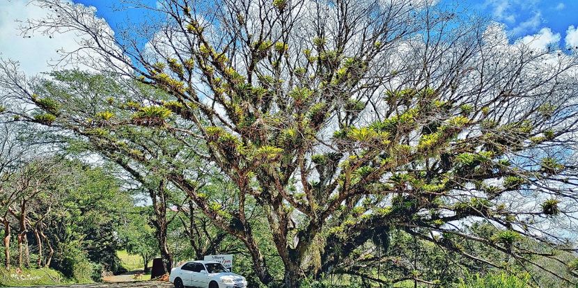 COSTA RICA -  3 - --- COSTA RICA