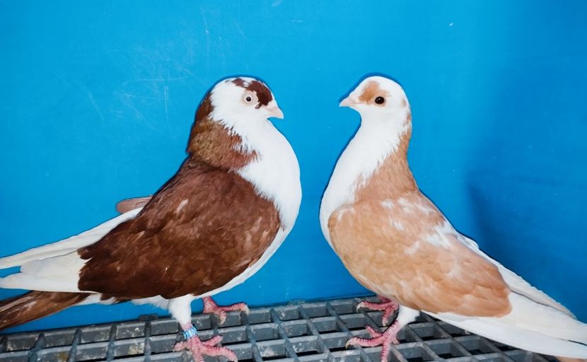 Perechea - B - Perechi 2025