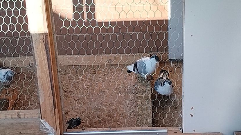 IMG20241213144229_01 - Jucători de Galați