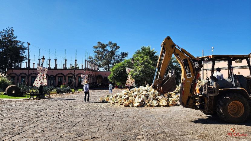 AGAVE Fruits for Making Tequila  - --- MEXICO