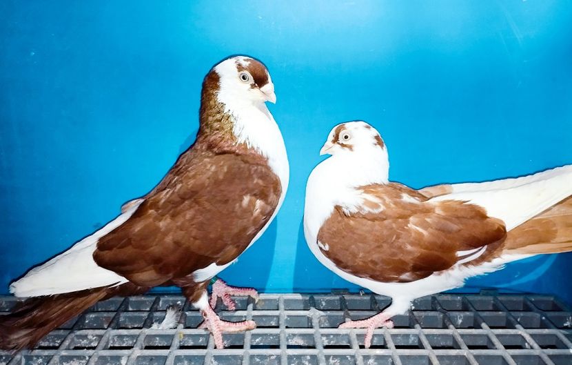 Perechea - B - Perechi 2025