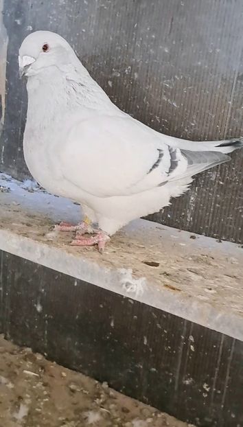 Screenshot_20250211_083305_Gallery - VOIAJOR ROMANESC DE FRUMUSETE FEMELE