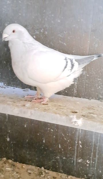 Screenshot_20250211_083427_Gallery - VOIAJOR ROMANESC DE FRUMUSETE FEMELE