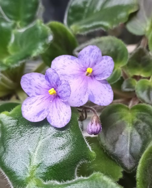  - Coral SparkleTrail