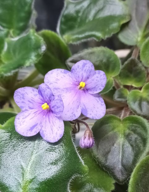  - Coral SparkleTrail