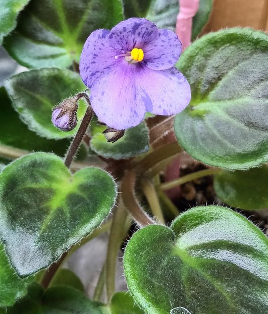  - Coral SparkleTrail