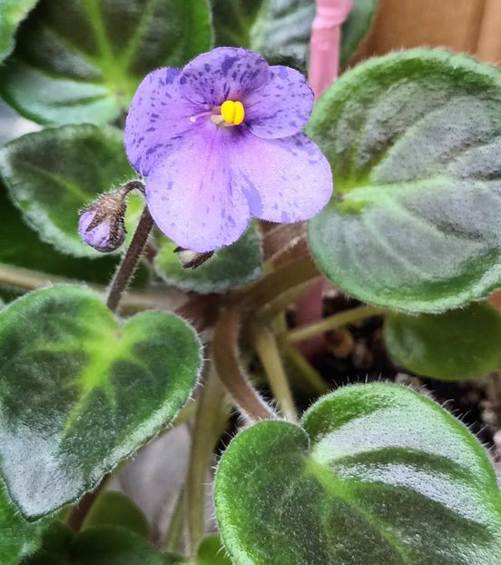  - Coral SparkleTrail