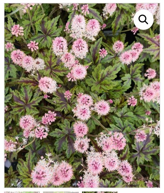 Screenshot_20250211_145908_com.android.chrome_edit_43127887587689 - aaaa Comanda plante 2025