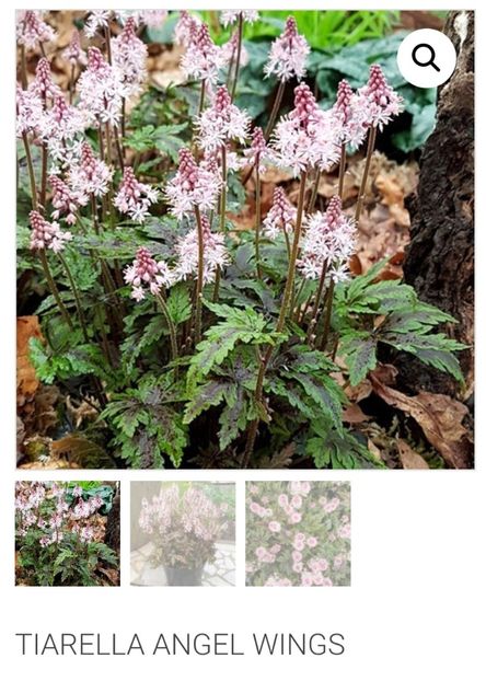 Tiarella Angel Wings - aaaa Comanda plante 2025