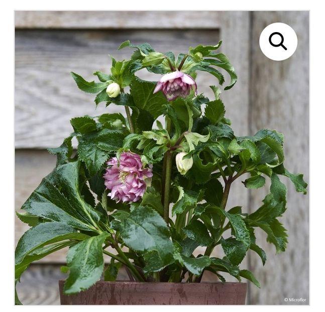 Helleborus Stefania Viv - aaaa Comanda plante 2025