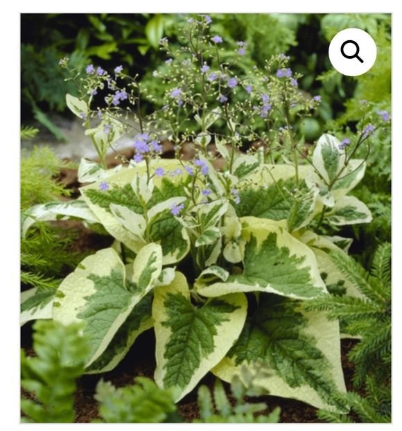 Screenshot_20250211_145556_com.android.chrome_edit_43012302727290 - aaaa Comanda plante 2025
