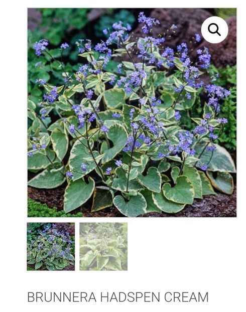 Brunnera Hadspen Cream - aaaa Comanda plante 2025