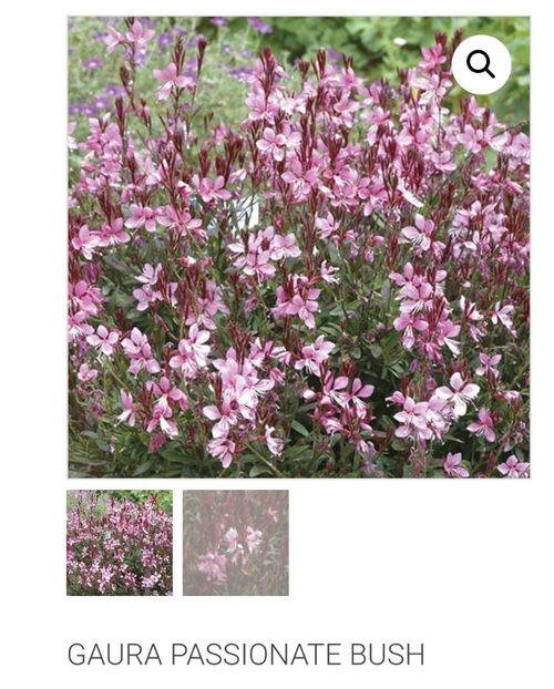 Gaura Passionate Bush - aaaa Comanda plante 2025