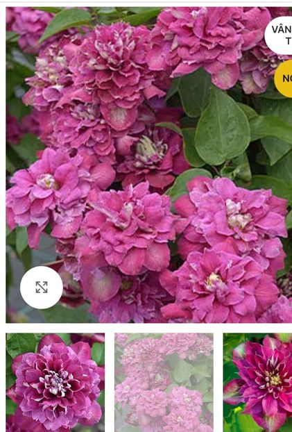 Screenshot_20250211_153904_com.android.chrome_edit_45483141560767 - aaaa Comanda plante 2025