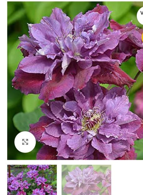  - aaaa Comanda plante 2025