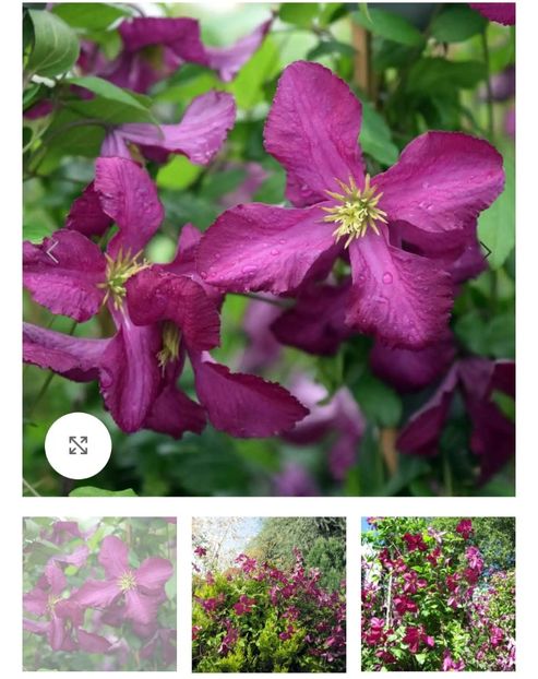 Clematis Sodertalje - aaaa Comanda plante 2025