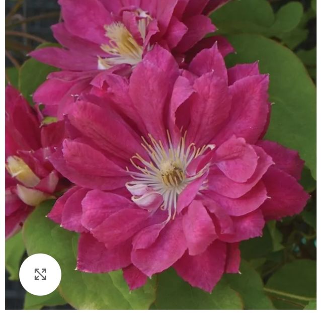 Clematis Akafuji - aaaa Comanda plante 2025