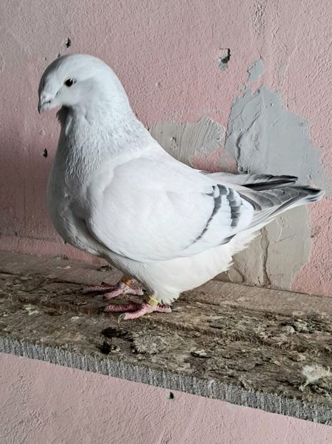  - VOIAJOR ROMANESC DE FRUMUSETE FEMELE