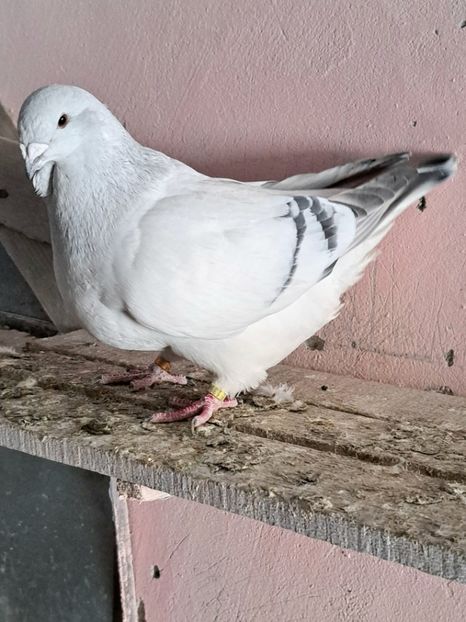  - VOIAJOR ROMANESC DE FRUMUSETE FEMELE