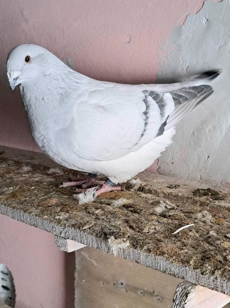  - VOIAJOR ROMANESC DE FRUMUSETE FEMELE