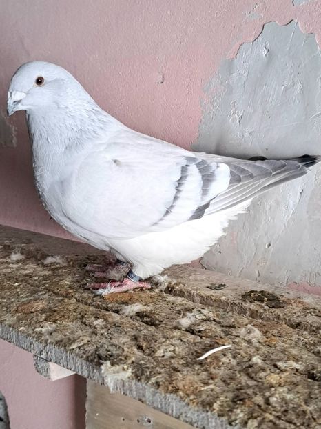  - VOIAJOR ROMANESC DE FRUMUSETE FEMELE