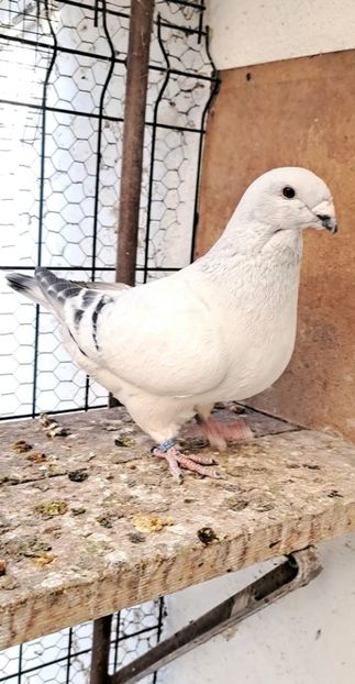 Screenshot_20250211_152836_Gallery - VOIAJOR ROMANESC DE FRUMUSETE MASCULI