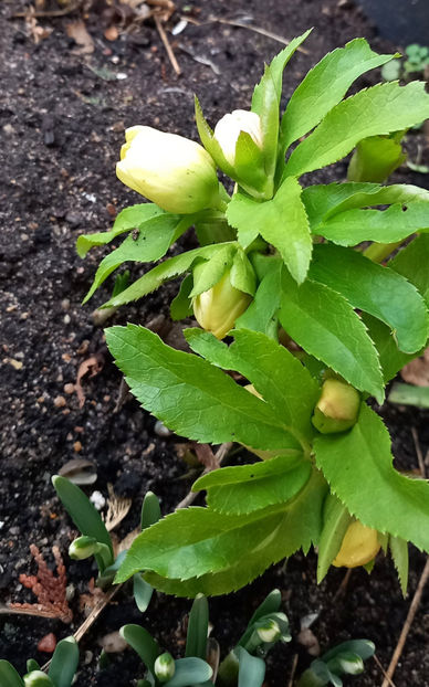  - Helleborus - Spanz