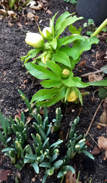  - Helleborus - Spanz