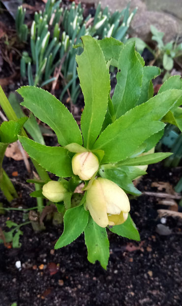  - Helleborus - Spanz