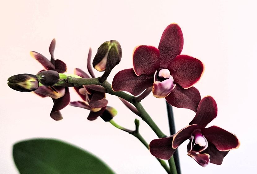  - Phalaenopsis 3