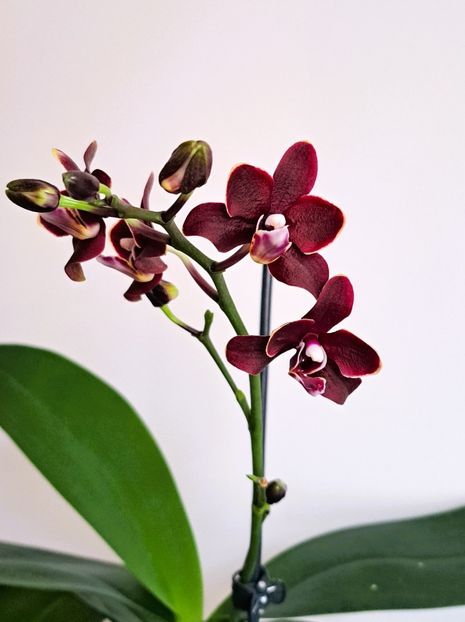  - Phalaenopsis 3