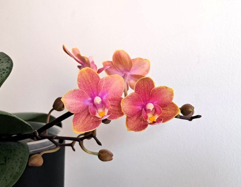  - Phalaenopsis 3