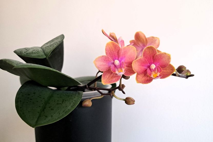 - Phalaenopsis 3