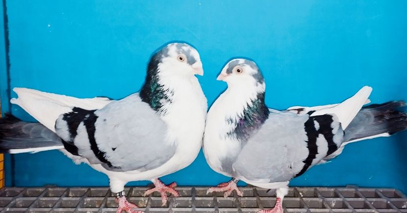 Perechea - B - Perechi 2025