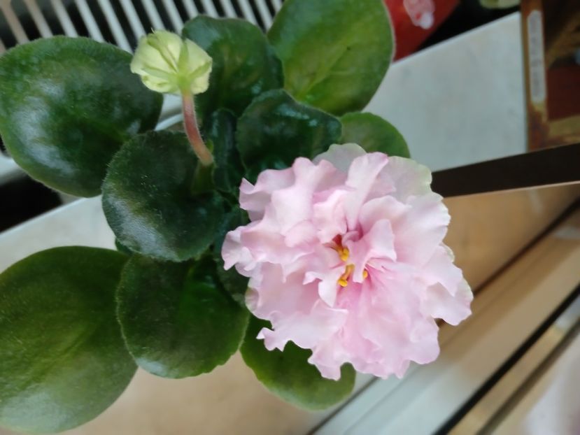  - LF Kremovyy Desert