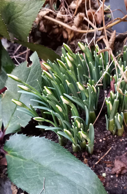  - 2024 - 04 - 2025 - 00 - Iarna