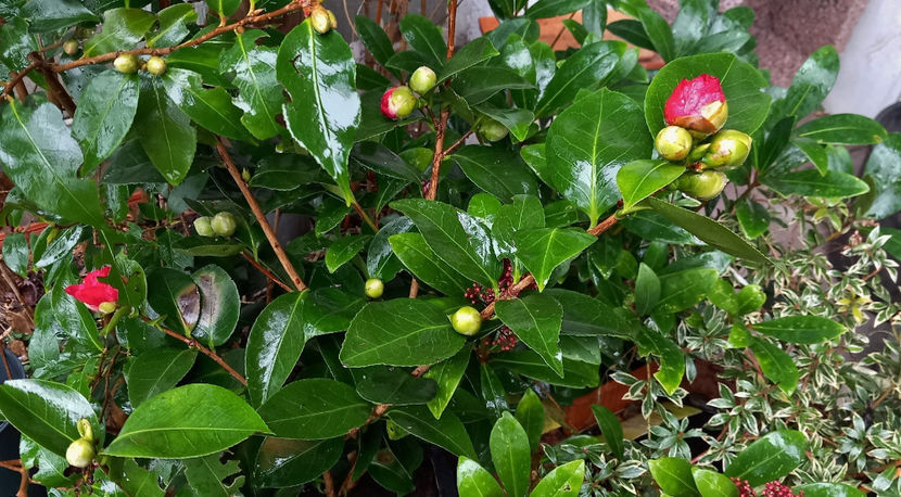  - 2024 - 04 - 2025 - 00 - Iarna