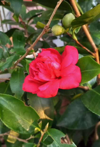  - 2024 - 04 - 2025 - 00 - Iarna