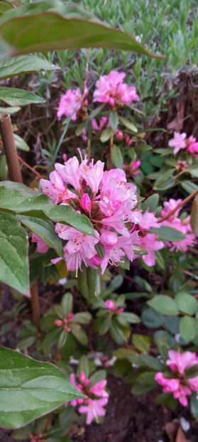  - Azalee si Rhododendroni