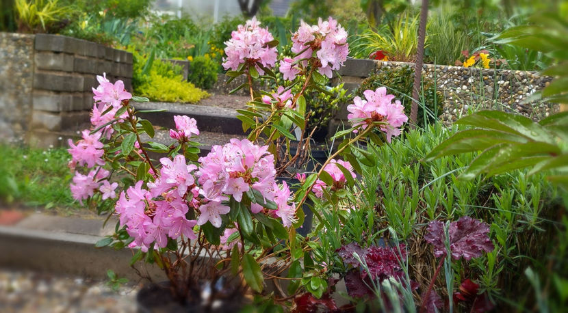  - Azalee si Rhododendroni