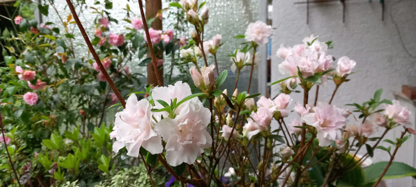  - Azalee si Rhododendroni