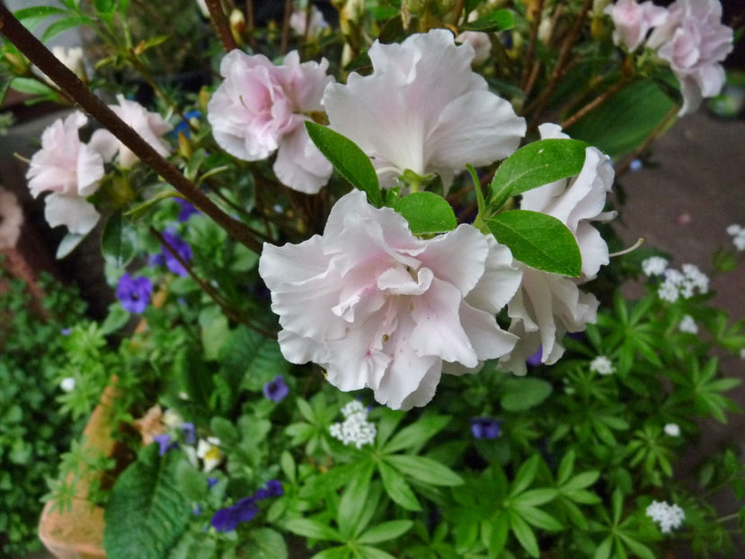  - Azalee si Rhododendroni